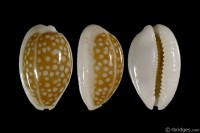 Cribrarula catholicorum from Marau Sound, Guadalcanal