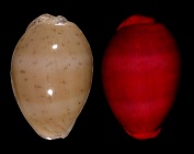 Luria cinerea cinerea