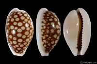 Cribrarula cribraria comma: Click image for more info Cribrarula cribraria comma from Nacala, Mozambique
