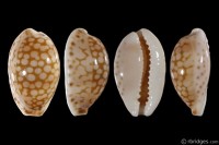 Cribrarula esontropia cribellum: Click image for more info Cribrarula esontropia cribellum from St. Rose, Reunion