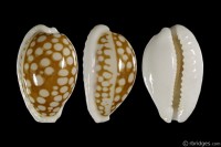Cribrarula cribraria cribraria: Click image for more info Cribrarula cribraria cribraria from Madura Island, E. Java