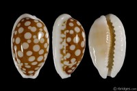 Cribrarula cribraria cribraria: Click image for more info Cribrarula cribraria cribraria from Hachijojima Island, Japan