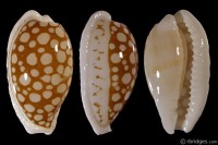 Cribrarula cribraria cribraria f. oceanica from Kwajalein Atoll, Marshall Islands