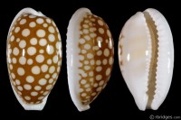 Cribrarula cribraria cribraria: Click image for more info Cribrarula cribraria cribraria from Cebu, Philippines