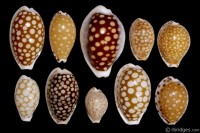 Cribrarula exceptional specimens from 