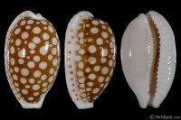 Cribrarula cribraria cribraria: Click image for more info Cribrarula cribraria cribraria from Mactan, Cebu, Philippines