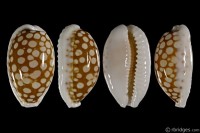 Cribrarula cribraria cribraria: Click image for more info Cribrarula cribraria cribraria from Bohol, Philippines