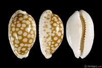 Cribrarula cribraria cribraria: Click image for more info Cribrarula cribraria cribraria from Suao, Taiwan