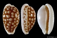 Cribrarula cribraria cribraria: Click image for more info Cribrarula cribraria cribraria from Nha Trang, Vietnam