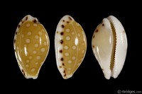Cribrarula cumingii cumingii from Tahiti, French Polynesia
