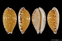 Cribrarula cumingii cumingii from Tahiti, French Polynesia