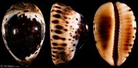 Zoila eludens eludens: Click image for more info Zoila eludens eludens from Exmouth Gulf, Western Australia