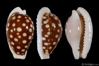 Cribrarula exmouthensis exmouthensis: Click image for more info Cribrarula exmouthensis exmouthensis from Exmouth Gulf, N.W. Australia