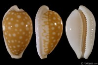 Cribrarula fallax from Denmark, S.W. Australia