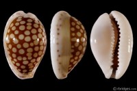Cribrarula esontropia francescoi: Click image for more info Cribrarula esontropia francescoi from Fort Dauphin, Madagascar