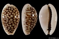 Cribrarula esontropia francescoi: Click image for more info Cribrarula esontropia francescoi from Nacala, Mozambique