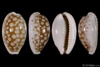 Cribrarula cribraria ganteri: Click image for more info Cribrarula cribraria ganteri from Trincomalee, Sri Lanka