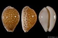 Cribrarula gaskoinii from Hawaii