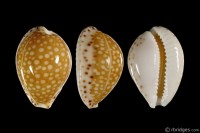 Cribrarula gaskoinii from Oahu, Hawaii