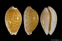 Cribrarula gaskoinii from Oahu, Hawaii