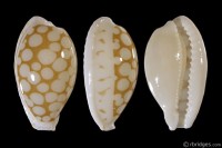 Cribrarula cribraria gaspardi from Kwajalein Atoll, Marshall Islands