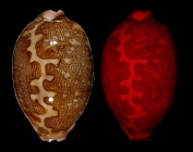 Leporicypraea mappa mappa