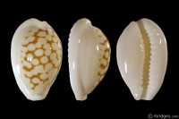 Cribrarula cribraria melwardi from Tyron Island, Queensland, Australia