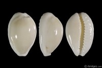 Cribrarula cribraria melwardi from Tyron Island, Queensland, Australia