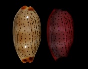 Luria isabellamexicana