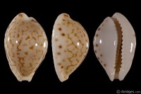 Cribrarula pellisserpentis: Click image for more info Cribrarula pellisserpentis from Fort Dauphin, Madagascar