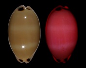 Luria pulchra pulchra