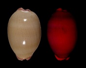 Austrocypraea reevei