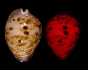 Zoila venusta roseopunctata