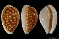 Cribrarula exmouthensis rottnestensis from Rottnest Island, W. Australia