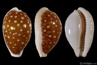 Cribrarula exmouthensis rottnestensis from Rottnest Island, W. Australia