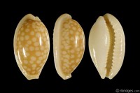 Cribrarula cribraria cribraria: Click image for more info Cribrarula cribraria cribraria from Sri Lanka (subfossil)