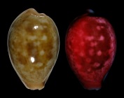 Erronea subviridis subviridis