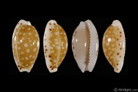 Cribrarula taitae from Savaii, W. Samoa