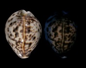 Cypraea tigris tigris