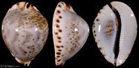 Zoila friendii vercoi f. lentiginosa: Click image for more info Zoila friendii vercoi f. lentiginosa from Coffin Island, Western Australia