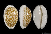 Cribrarula cribraria zadela from Solomon Islands