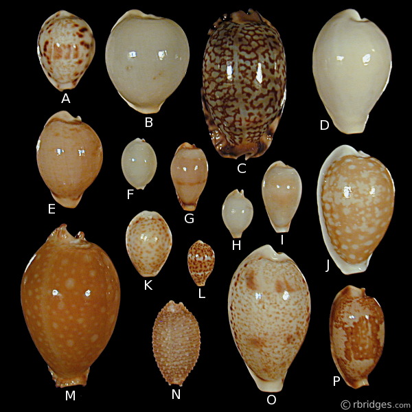 More rare Cowries