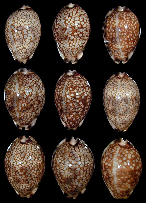 Cypraea histrio varieties