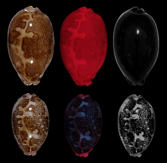 Picture of W. Indian Ocean Leporicypraea mappa subspecies showing fluorescence