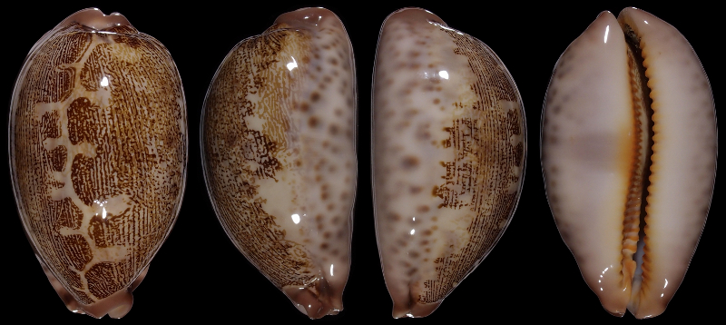 Picture of Leporicypraea mappa ultraviola, holotype