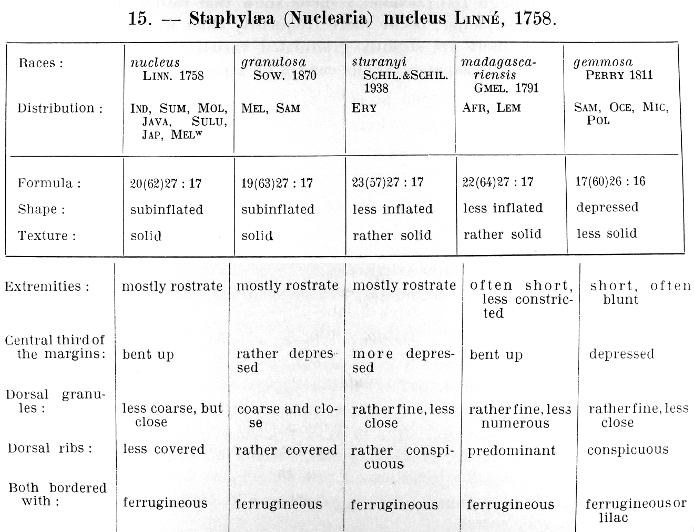 Reproduction of Schilders' Dautzenburg collection of nucleus