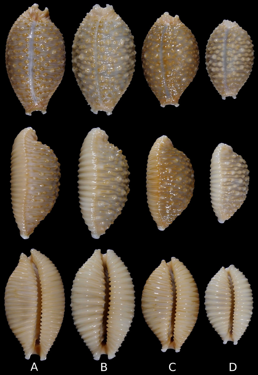 Nucleolaria nucleus variation comparison plate