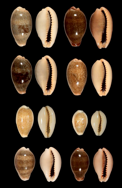 Picture plate of E. ovum species 1