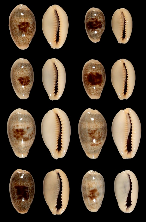 Picture plate of E. ovum species 2