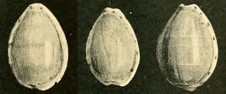 Picture of Beddome's original types of Notocypraea subcarnea
